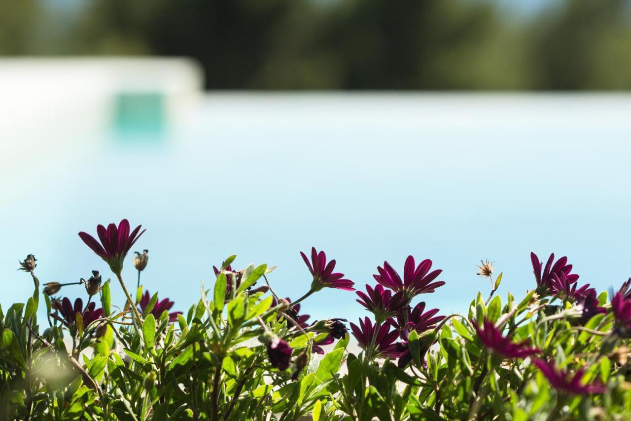 Olivia Estate Villa With Private Swimming Pool Elia Nikitis Exterior photo